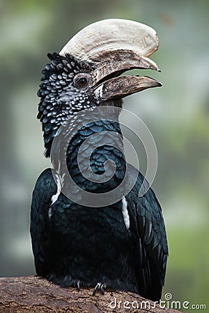 Silvery-cheeked hornbill (Bycanistes brevis). Stock Photo