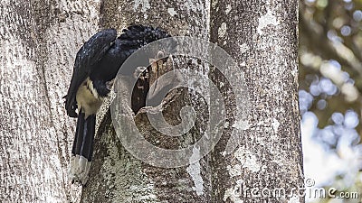 Silvery-cheeked Hornbill on Tree Body Stock Photo