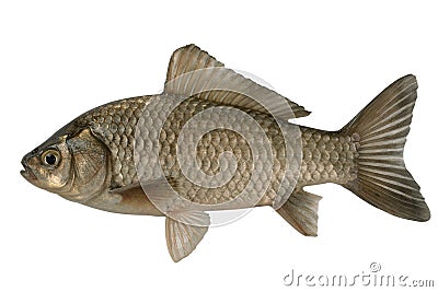 Silvery crucian Stock Photo