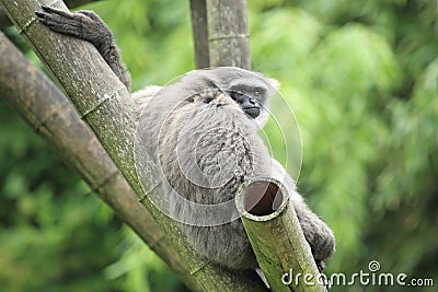 Silvery gibbon Stock Photo