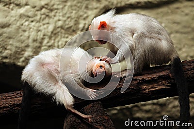 Silvery marmoset (Mico argentatus). Stock Photo