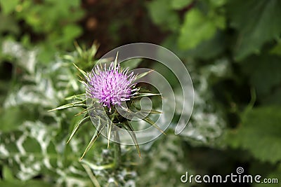 Silybum marianum, also known as a Holy Thistle in full splendor .This species is an annual or biennial plant of the Stock Photo