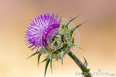 Silybum marianum, common names, cardus marianus, milk thistle, blessed milkthistle, Marian thistle, Mary thistle. This species is Stock Photo