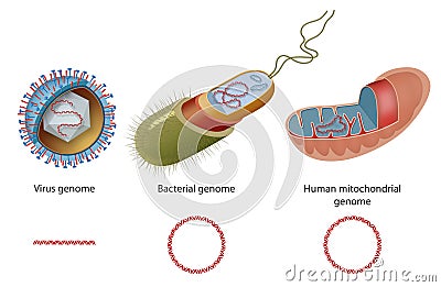 Types of genome in virus, bacteria and human mitochondria. Diagram of closed circular DNA and linear DNA Stock Photo