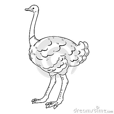 Simple and adorable Ostrich illustration with outlines only Vector Illustration
