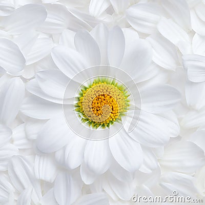 Simple background of soft white flower petals with a single perfect daisy with a vibrant yellow center Stock Photo