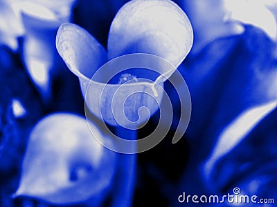 Simple Blue Flowers Stock Photo