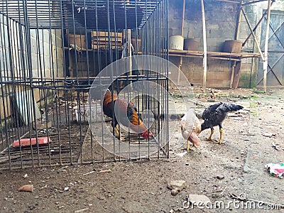 Simple chicken coop Stock Photo