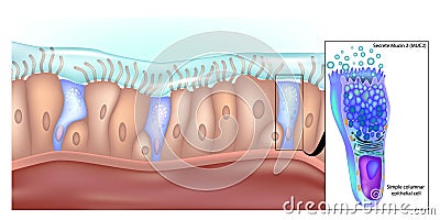 Simple columnar epithelial cells that secrete mucin 2 in the lower gastrointestinal tract. Structure of Simple Columnar Vector Illustration