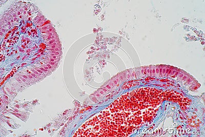 simple columnar epithelium is a columnar epithelium that is uni-layered. In humans, Stock Photo