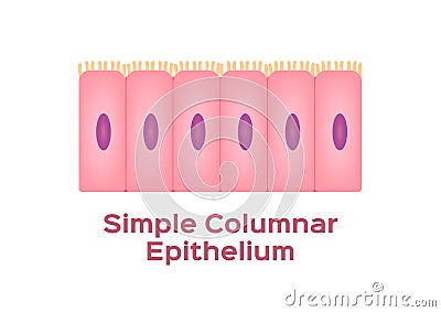 Simple columnar epithelium / Epithelial tissue Vector Illustration