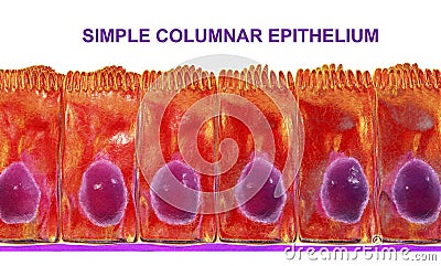 Simple columnar epithelium Cartoon Illustration