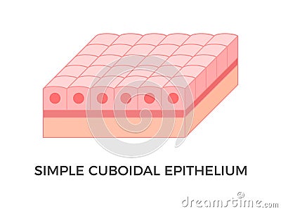 Simple cuboidal epithelium. Epithelial tissue types. Vector Illustration