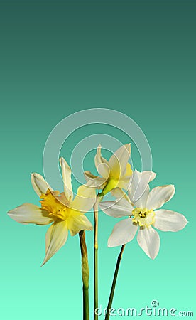 Simple design three white daffodils on a greenish background trend color 2020 post card Stock Photo