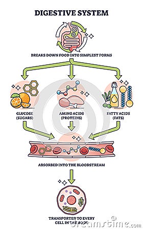 Simple digestive system process explanation with stages outline diagram Vector Illustration