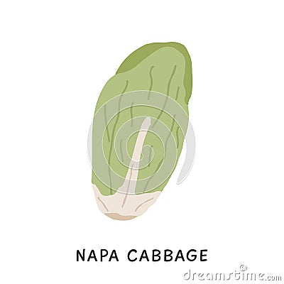 Simple doodle colored Chinese Napa Cabbage vector. Cartoon Pe-Tsai leaf vegetable in flat cartoon style isolated on Vector Illustration