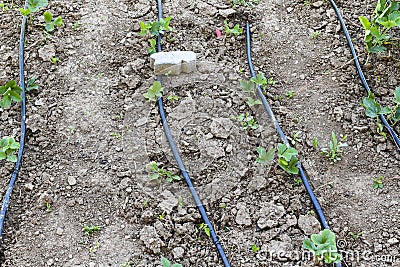 Simple drip irrigation system on a strawberry field Stock Photo