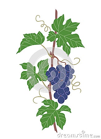 Simple Grape Vine with Blue Grapes Bunch Vector Illustration