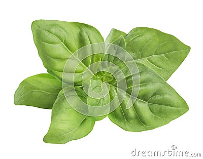 Simple green fresh basil leaves isolated on white background Stock Photo