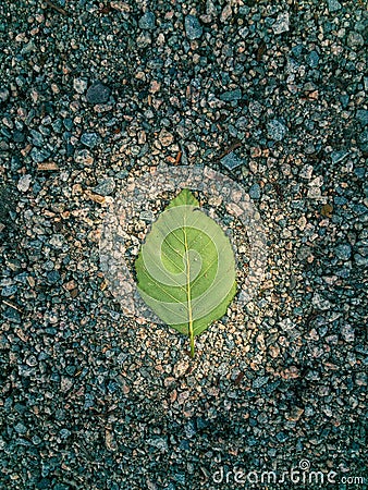 Simple green leaf on ground spotlit by the sun. Stock Photo