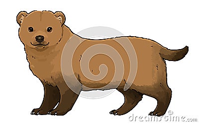 Simple illustration of cute Bush Dog Vector Illustration