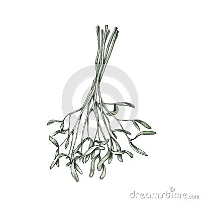 Simple mistletoe branches, bundled Stock Photo