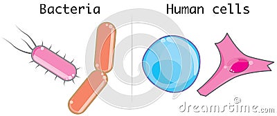 Human cells and bacteria - comparison - morphological differences Cartoon Illustration