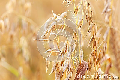 Simple oat ears, crops growing in the field, macro, fresh ripe gold oat spikelets in the sun closeup detail. Agriculture concept Stock Photo