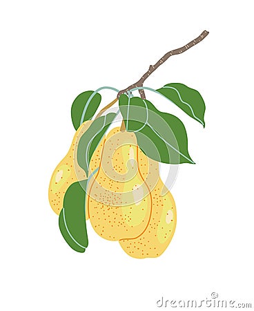 Simple Pear Tree Branch with Ripe Pears Vector Illustration