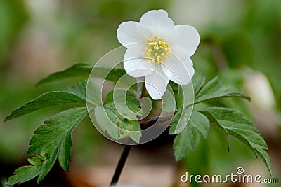 The simple purity of a Wood Anemone appears on a woodland floor in a Spring day Stock Photo