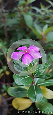 Simple purple flower Stock Photo