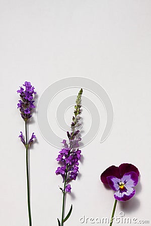 Simple purple flowers against a white background Stock Photo