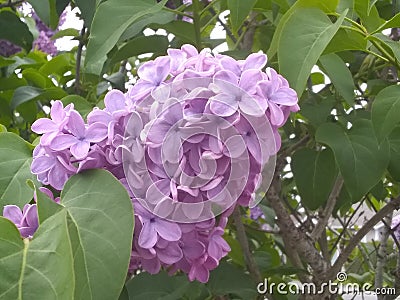 Simple purple lilac Stock Photo