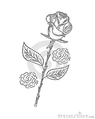 A simple rose. Contour drawing on a white background. Vector Illustration