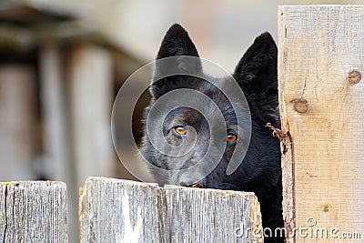 Simple rustic black watchdog behind a fence Stock Photo