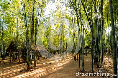 Bamboo forest with simle shelters Stock Photo