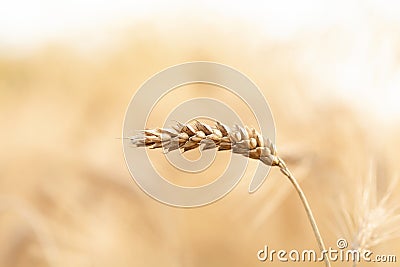 Simple single yellow golden ripe wheat ear macro, extreme closeup, detail up close, bright blurry background, copy space, nobody Stock Photo