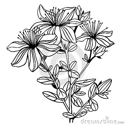 Simple sketchy vector illustration of hypericum perforatum Vector Illustration