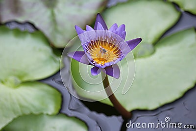 Simple small blue tropical water Lily bloom Stock Photo