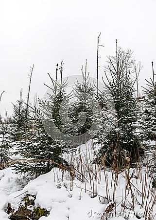 Simple winter landscape with snowy spruces and land, ordinary gray cloudy winter day Stock Photo