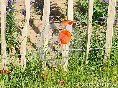 A simple wooden fence tied with wire holding the slats and posts. A meadow covered with weeds in which the blooms of red poppies Stock Photo