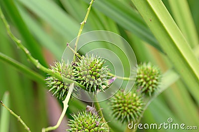 Simplestem bur-reed Sparganium erectum with some spiky seed heads Stock Photo
