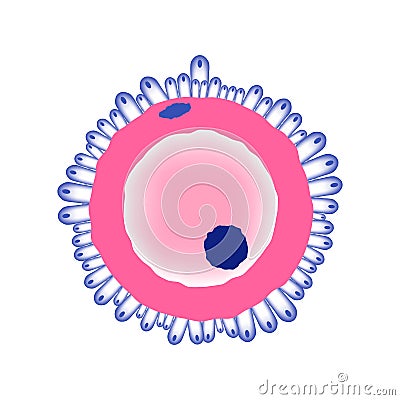 Ovule Medical Illustration Vector Illustration