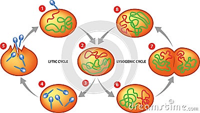 Lytic and Lysogenic cycle Vector Illustration