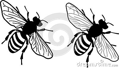 Simplified realistic honey bee - monochrome - two versions of wing delicacy Stock Photo