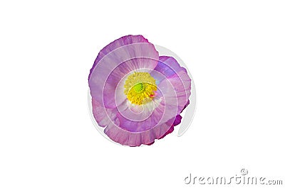 Simply beautiful colorful pink flower isolated on white backgr Stock Photo