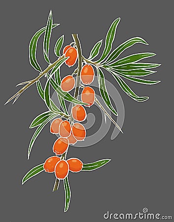 Simply colored branch of sea-buckthorn isolated on gray Cartoon Illustration
