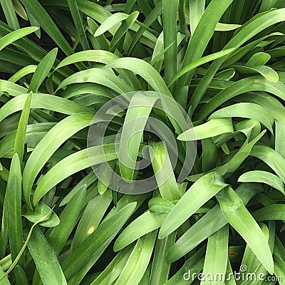 Simply Grass Stock Photo