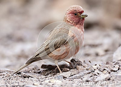 Sinairoodmus, Sinai Rosefinch, Carpodacus synoicus Stock Photo