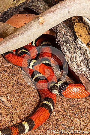 Sinaloan Milk Snake in captivity Stock Photo
